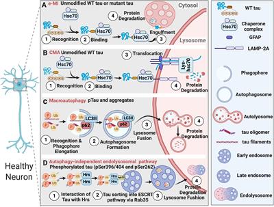 Degradation and Transmission of Tau by Autophagic-Endolysosomal Networks and Potential Therapeutic Targets for Tauopathy